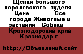 Щенки большого (королевского) пуделя › Цена ­ 25 000 - Все города Животные и растения » Собаки   . Краснодарский край,Краснодар г.